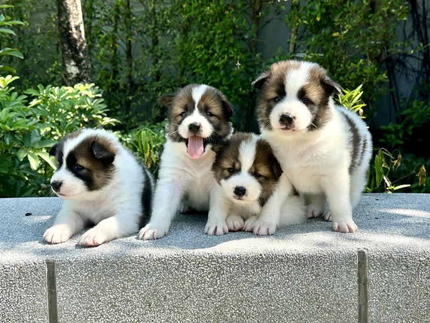 ลูกหมาบางแก้ว ( ตอนนี้อายุ 1 เดือน พร้อมเดินทางอีกประมาณ 20 วันค่ะ)