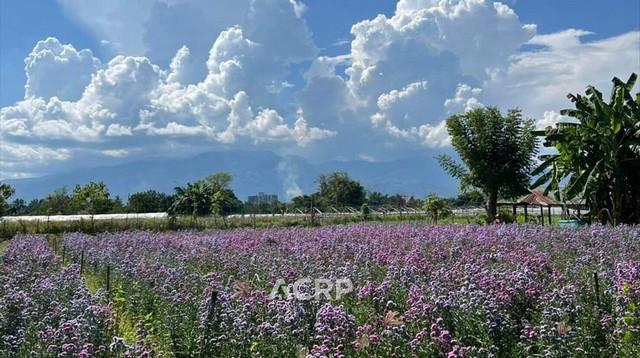 ขายที่ดินแปลงสวย วิวดอยสุเทพ อ.แม่ริม จ.เชียงใหม่ ขนาด 320 ตร.ว. 4