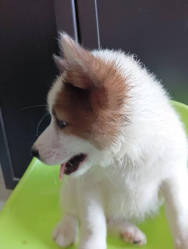 น้องหมาเพศผู้ บางแก้ว รูปที่ 3