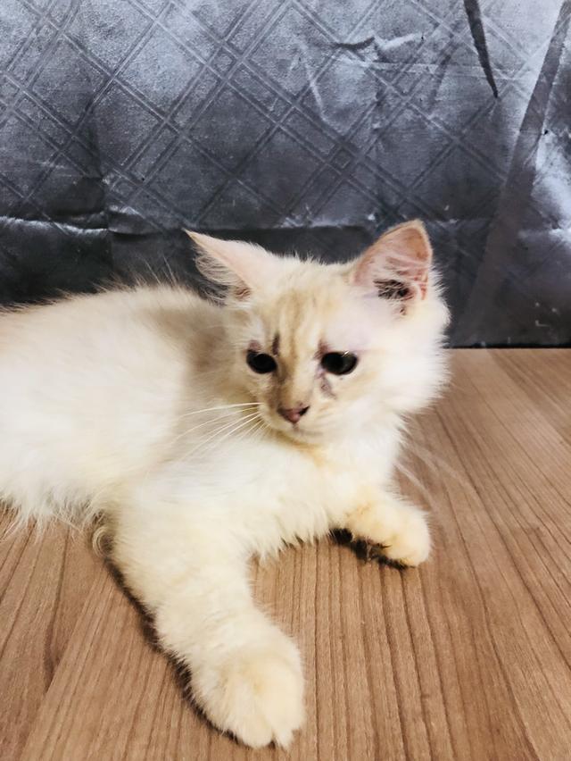 น้องแมวพันธุ์ หิมาลายันผสมชินชิล่า เพศผู้ 3