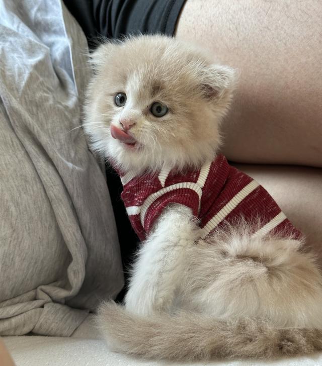 Lovely Scottish Fold ❤️