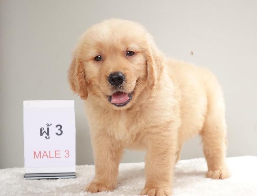 Golden Retriever Puppies | WhatsApp me : +66 63 826 3042 รูปย่อยที่ 2