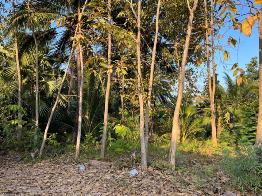 ขายที่ดิน 2-1-63 ไร่ อ.บางคนที จ.สมุทรสงคราม 2