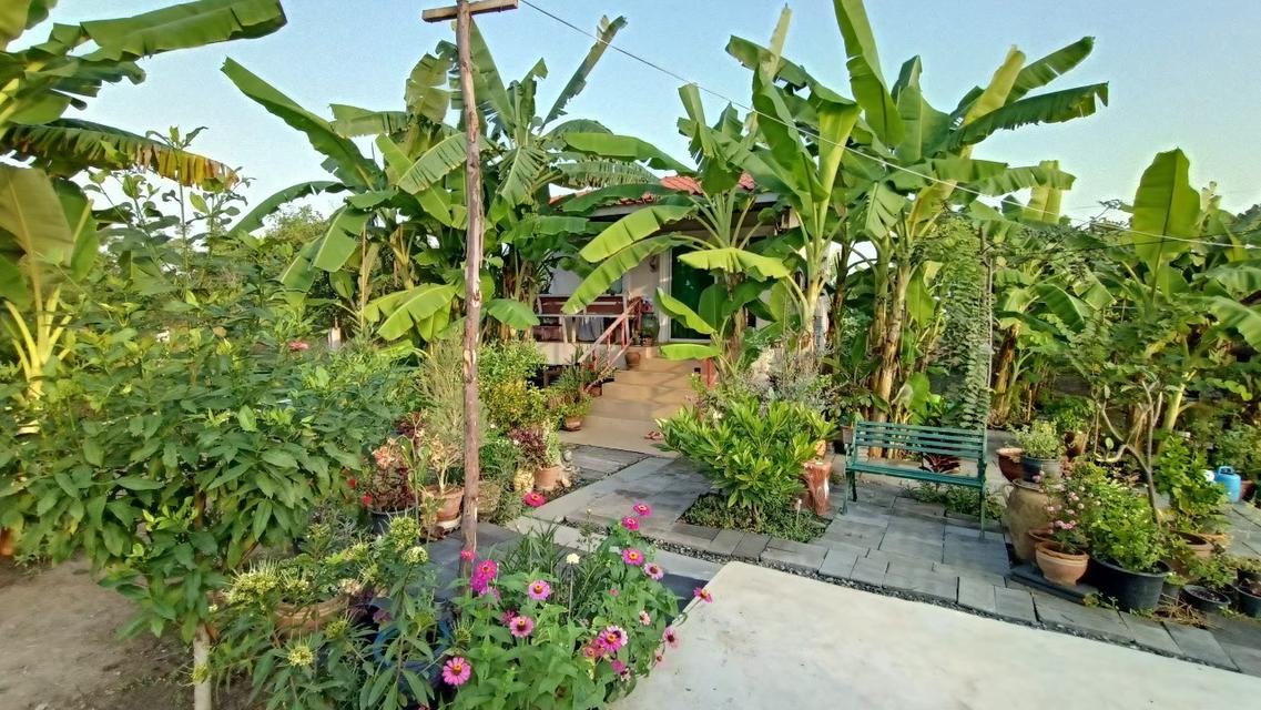 ขายบ้านพร้อมที่ดิน 200 ตารางวา 2