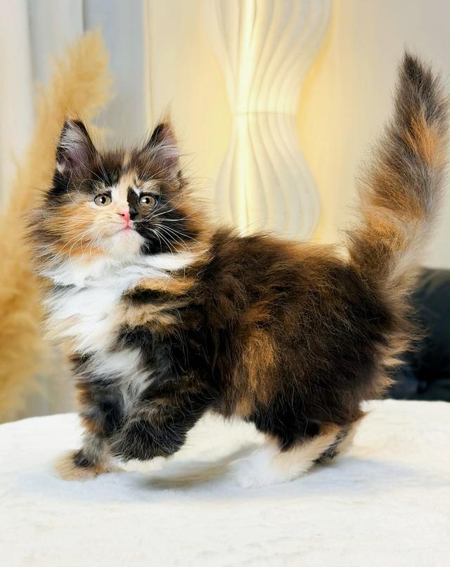 สาวน้อยเมนคูน สามสีสีตอตี้เปรอะสีหายาก รูปที่ 1