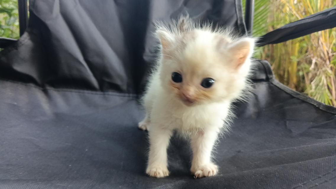 สก๊อตติสเพศผู้เพศเมีย 9