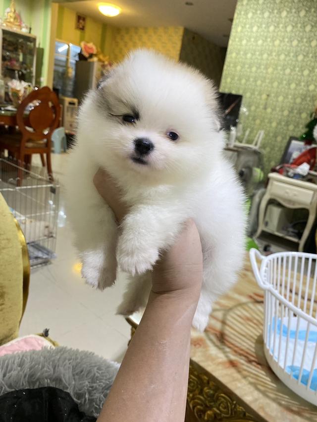 ลูกปอมแท้ แข็งแเรง สุขภาพดี สดใส ขี้เล่น มาดูตัวจริงได้นะคะ รูปที่ 2