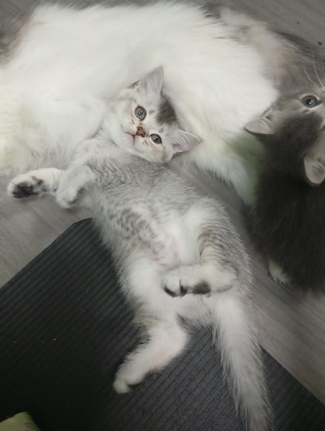 แมวบริติช🎂09/09