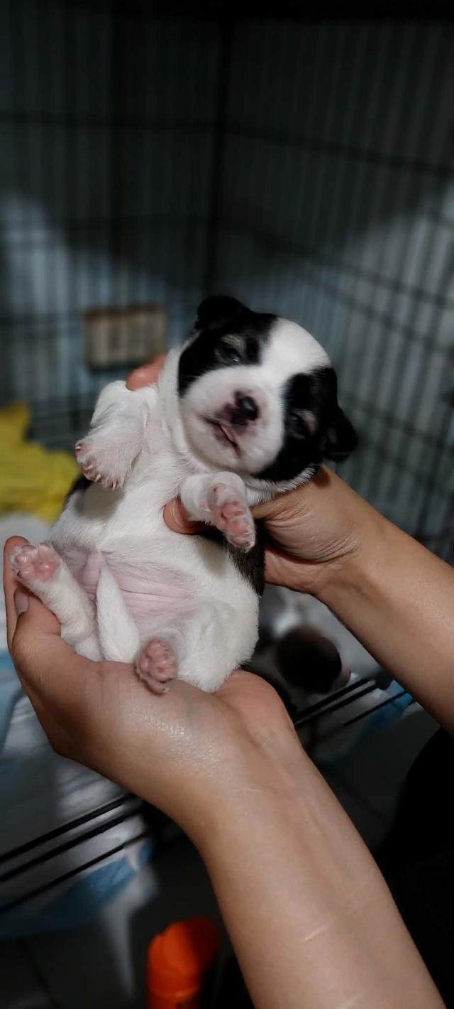 ชิวาว่าเเท้ขนสั้น ช.