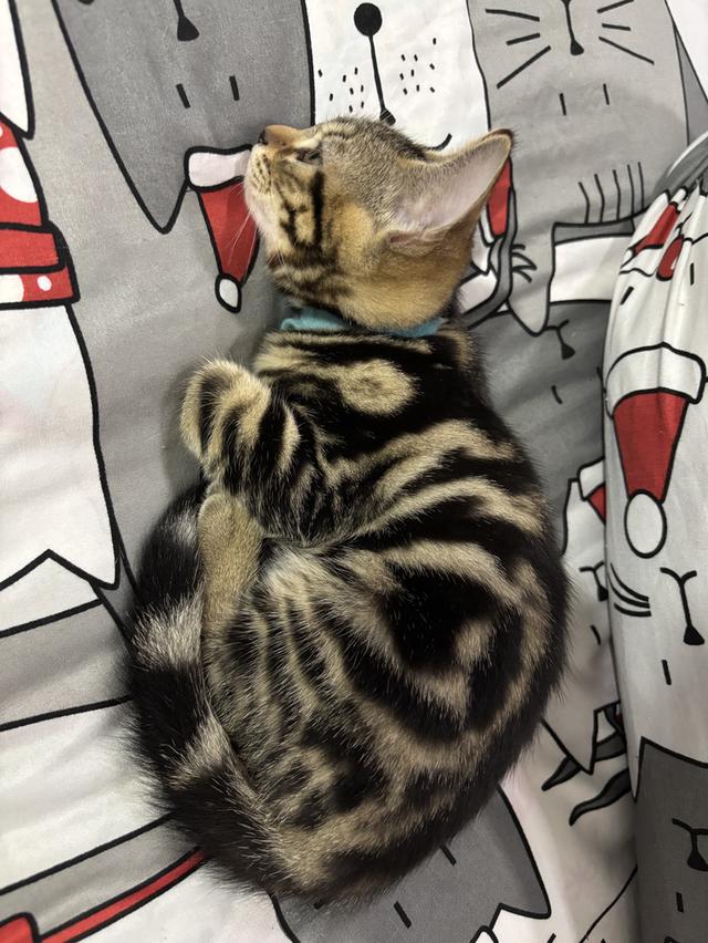 แมว American Shorthair