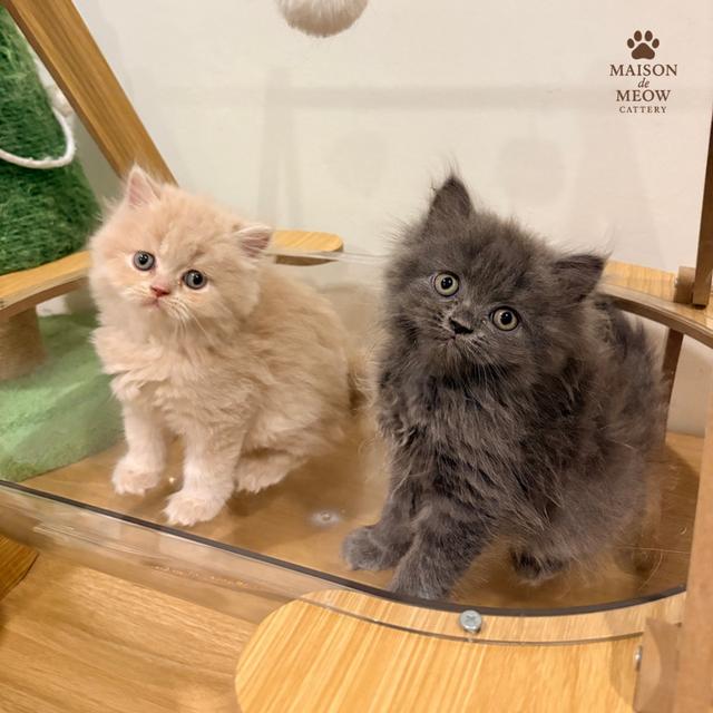 เปอร์เซียแท้เพศผู้ สีครีมสีบลู รูปที่ 2