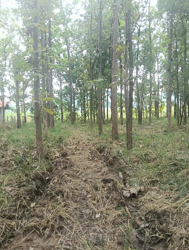 ที่ดินแบ่งขายสุพรรณบุรี 8