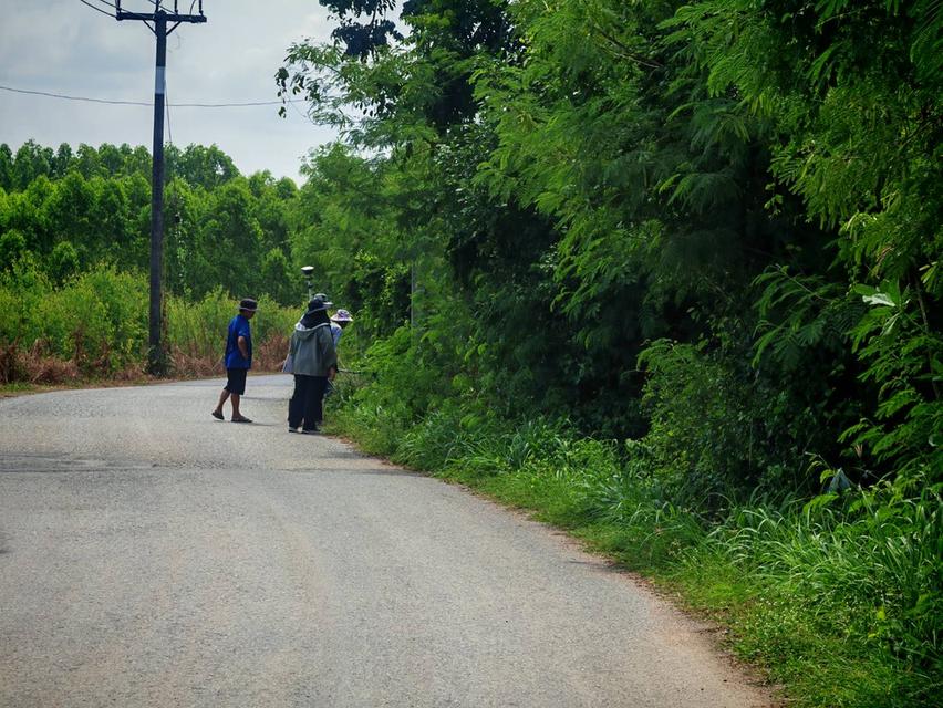 ขายที่ดินผืนงาม 22 ไร่เศษ ติดถนนใหญ่ โซนสีเหลือง อ.แปลงยาว ฉะเชิงเทรา (เขต EEC) – เหมาะแก่การลงทุน ท 15