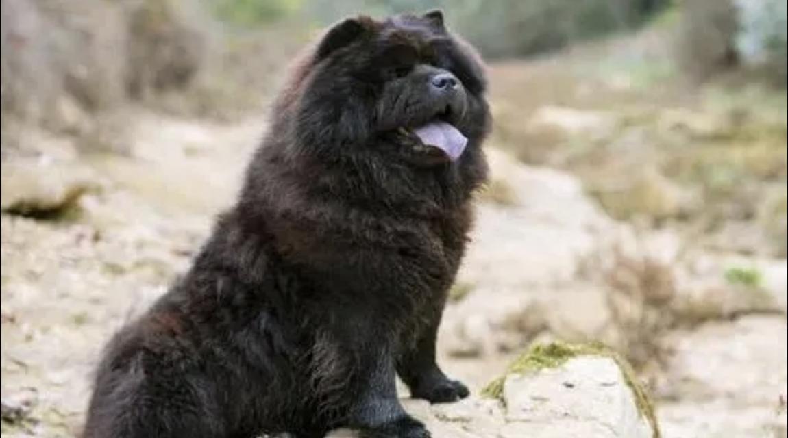 ขายด่วนหมาเชาเชาสีดำ 1 ตัวอายุ 1.5 ขวบ 1