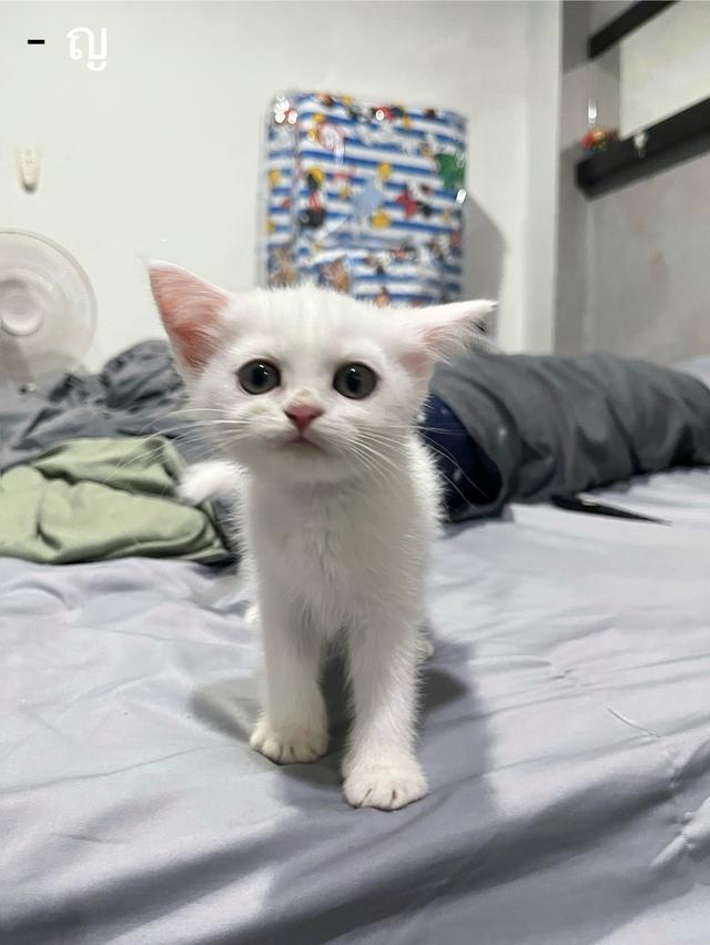 ลูกแมว สก็อตติช เปอร์เซีย