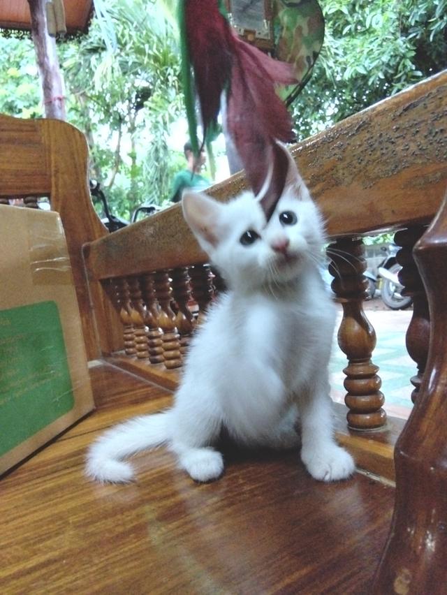 สัตว์เลี้ยง แมว ลูกแมว