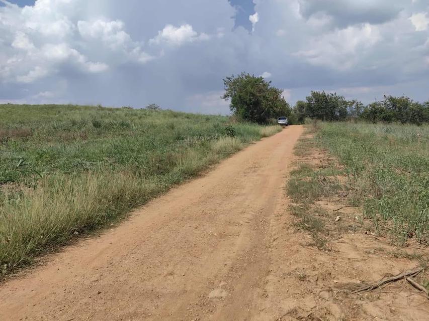 ที่ดินเปล่า 10 ไร่ ที่วังหมี วังน้ำเขียว