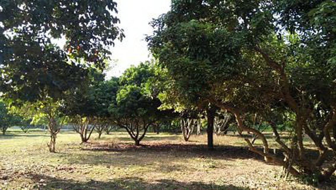 Sale Land with big farm can adaptable will be private house, resort,hotel, etc Pak Chong Korat 5