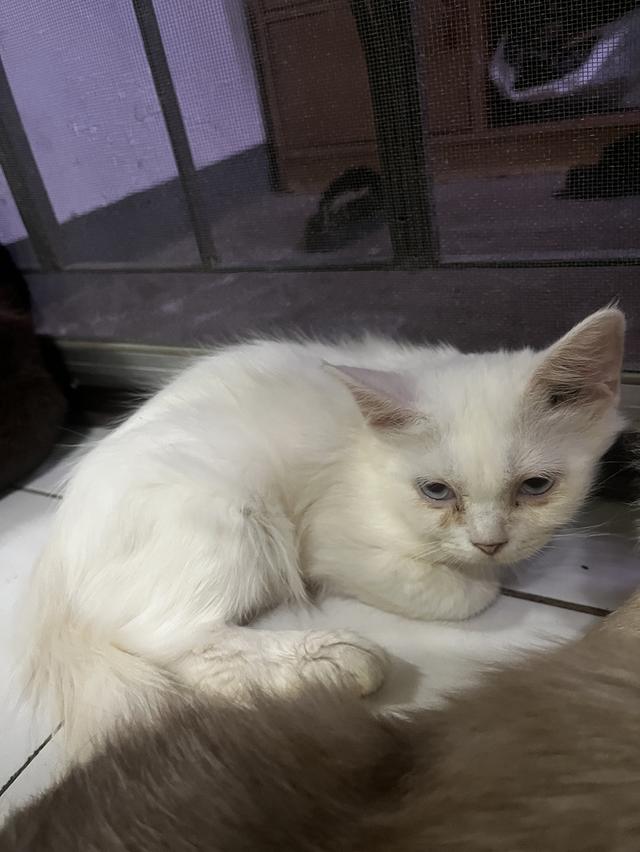 ขายแมววเด็กหาบ้านให้แมวเด็กขาวมณี รูปที่ 2