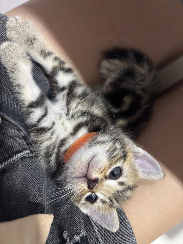 ลูกแมว American Shorthair 4