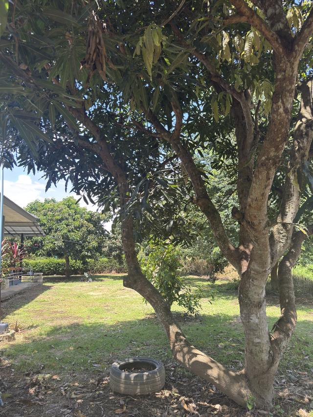 ขายที่บ้านพร้อมที่ดิน นาสวยๆ วิวดีมาก เหมาะสำหรับทำบ้านสวน ร้านคาเฟ่