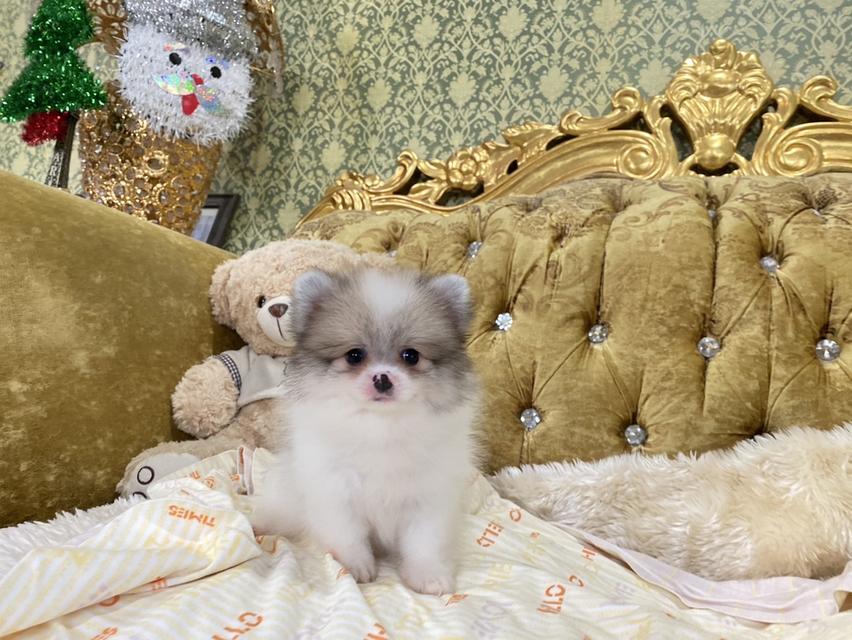 ลูกปอมเมอเรเนียนแท้ พร้อมย้ายบ้าน 