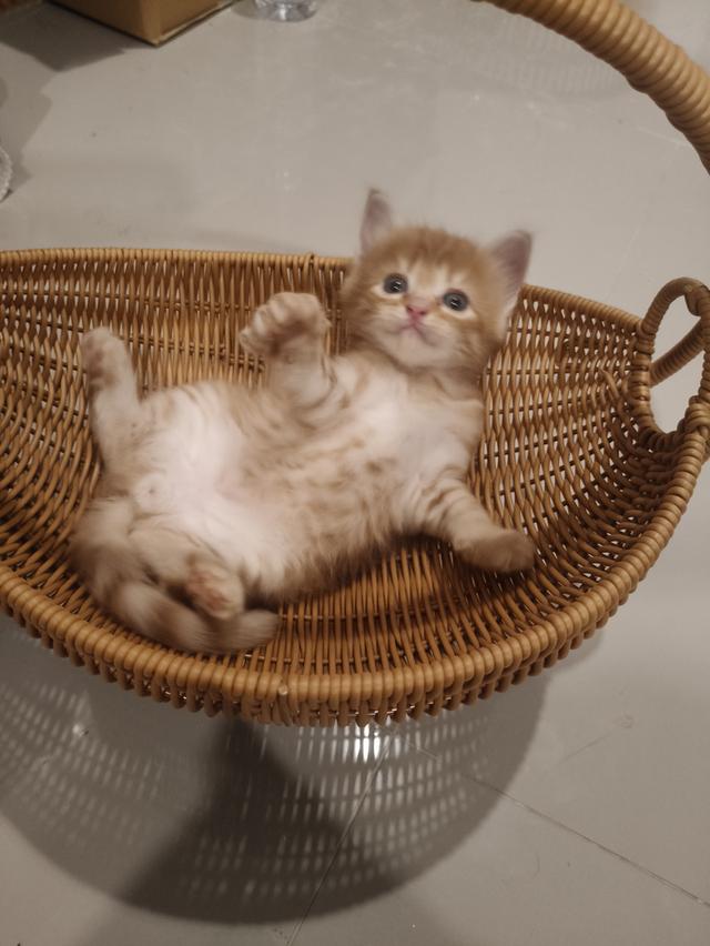 เด็กชายสก๊อตติช  ว่างหาบ้าน ราคาเบาๆๆๆ🏡💚🏠 4