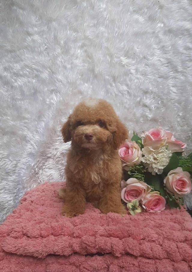 Poodle พุดเดิ้ลแท้ เพศชาย สีน้ำตาลทำวัคซีนเข็มแรก5โรค ถ่ายพยาธิ