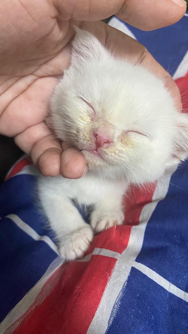 น้องแมว สก็อตติส 3