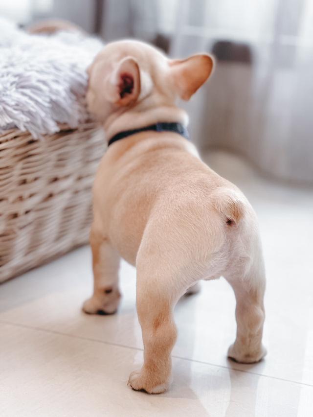 French Bulldog สายเลือดแชมป์ 2