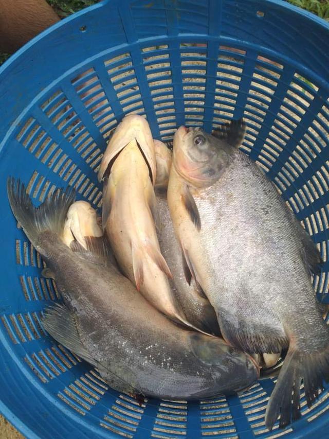 ขายปลาจาระเม็ด ราคาถูก
