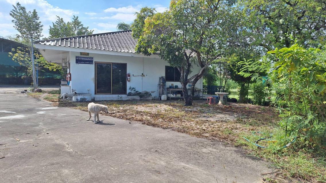 🔥 ปล่อยเช่า / ขาย ที่ดินพร้อมโกดัง ทำเลดี จ.นครปฐม 🔥 พื้นที่ใหญ่ 4 ไร่กว่า รองรับธุรกิจได้หลากหลาย 3