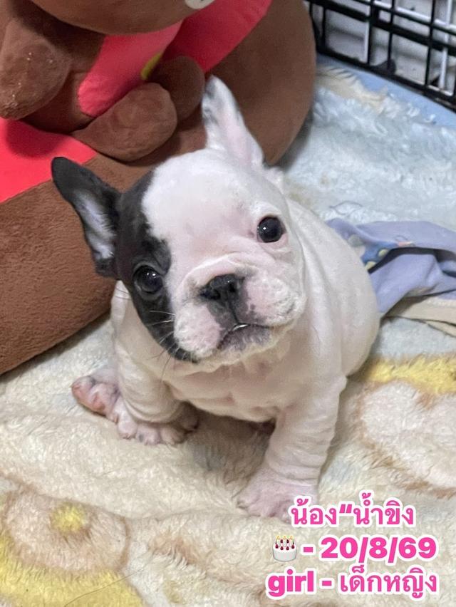 ลูกสุนัขเฟร้นบลูด๊อก รูปที่ 5