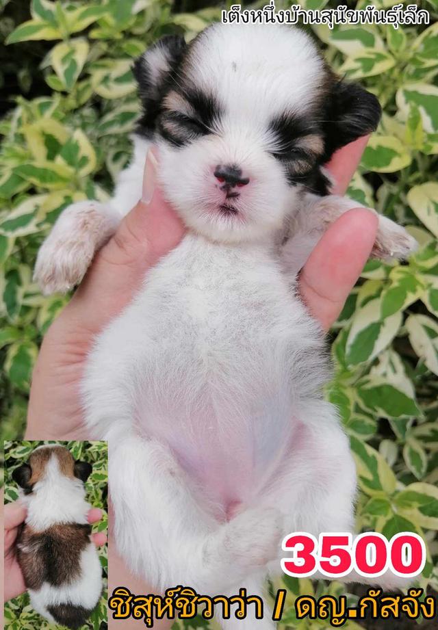 เปิดจอง ชิสุห์ผสม ปอม พุดเดิ้ล ชิวาว่า