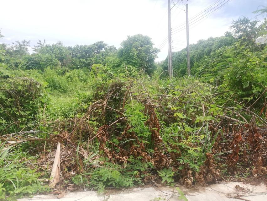 ที่ดินเปล่า ทำเลใกล้โรงงาน/อพาร์ทเม้นท์ ห่างถนนใหญ๋ 400 เมตร เหมาะทำคลังสินค้าหรือธุรกิจโลจิสติกส์ 4