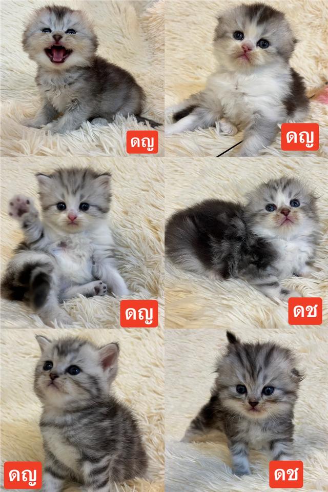 แมวสก๊อตติชแท้ 100 เปอเซ็น