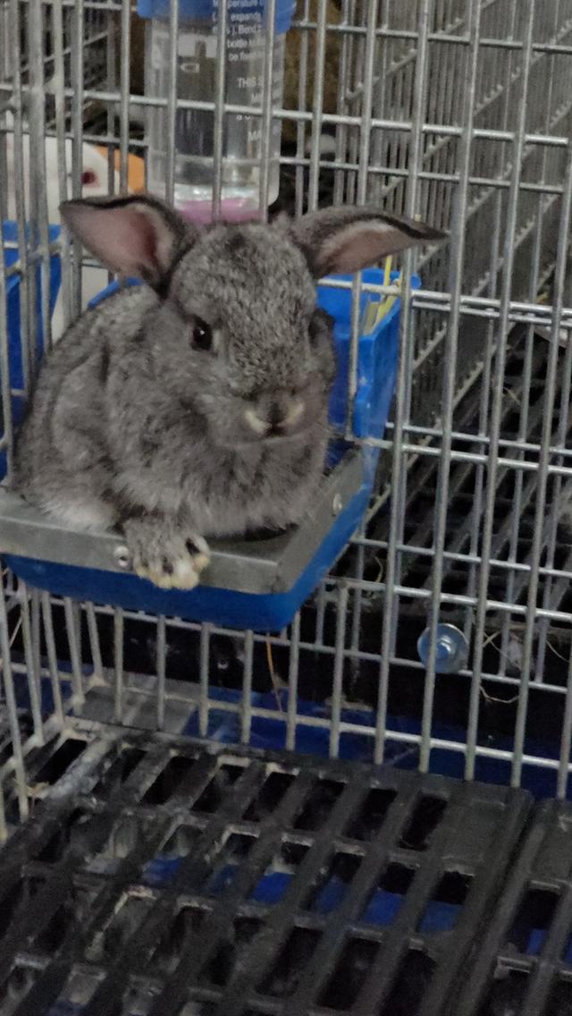 กระต่ายมินิเร็กซ์,ฮอลแลนด์ลอป,นิวซีแลนด์ไวท์