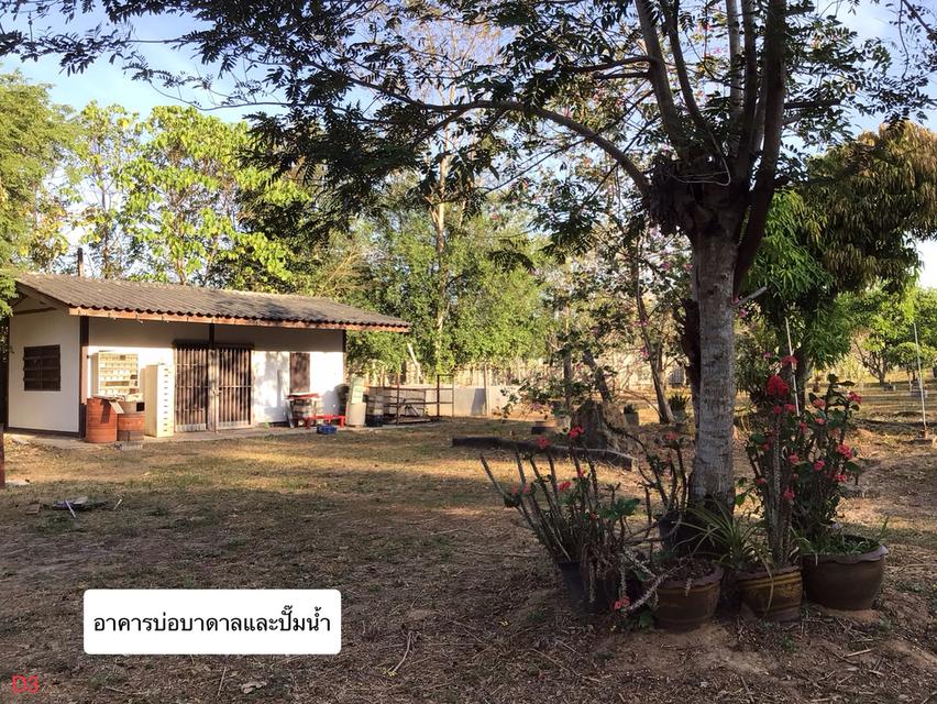ขายที่ดินพร้อมบ้านและสวนผลไม้ 10
