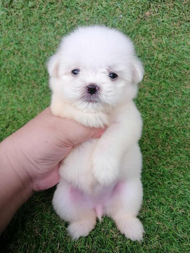 ดญ.มะลิ 3500  9