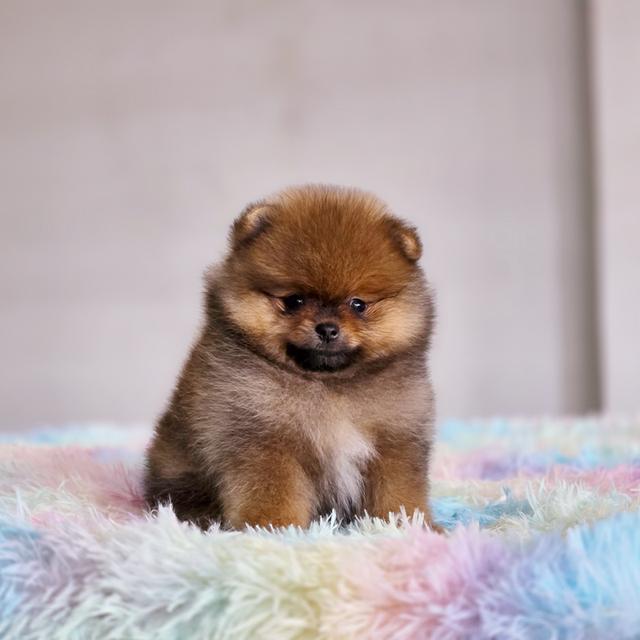 ปอมแท้ฟอร์มหมีไซส์เล็กสีส้มเพศเมียพร้อมย้ายบ้าน 6