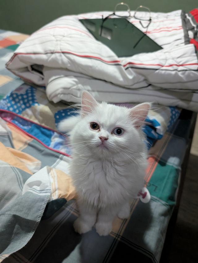 Persian kittens
