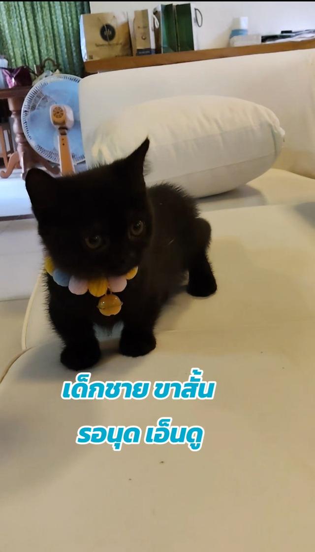 ขายแมวขาสั้น เพศผู้ อายุ2เดือนครึ่ง