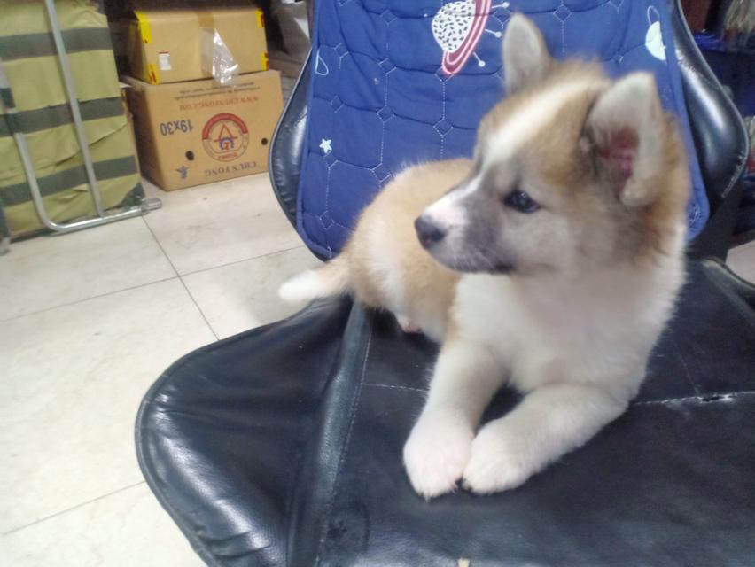 ลูกหมาบางแก้ว เพศเมีย