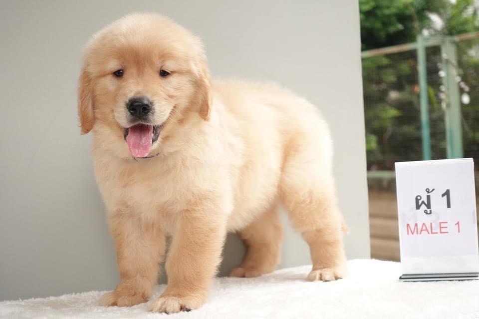 Golden Retriever Puppies fr sale รูปย่อยที่ 2