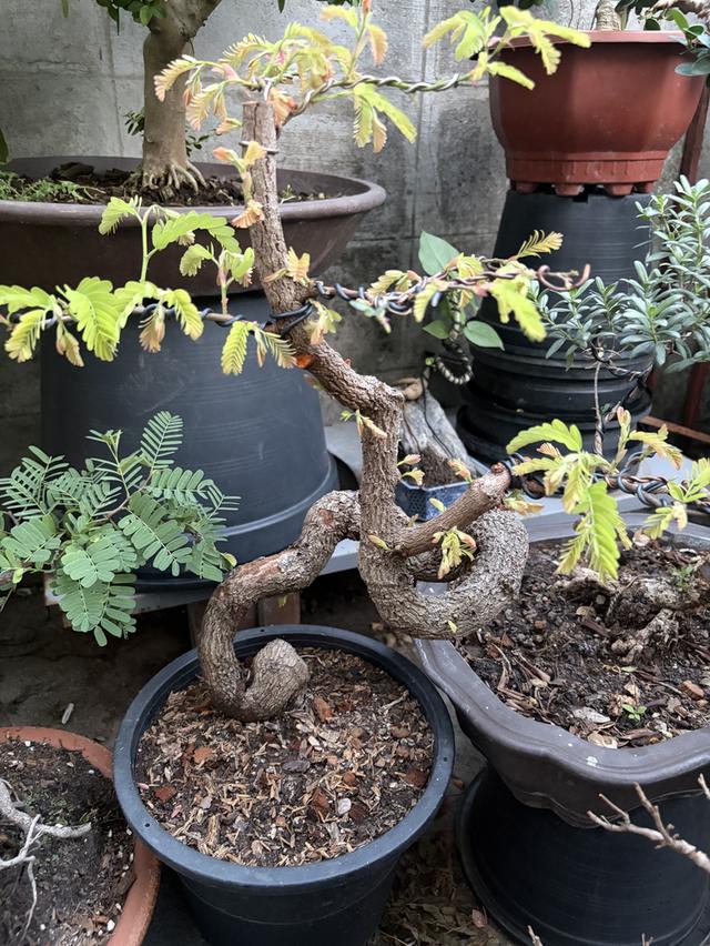 มะขามดัดบอนไซ ทรงบิด