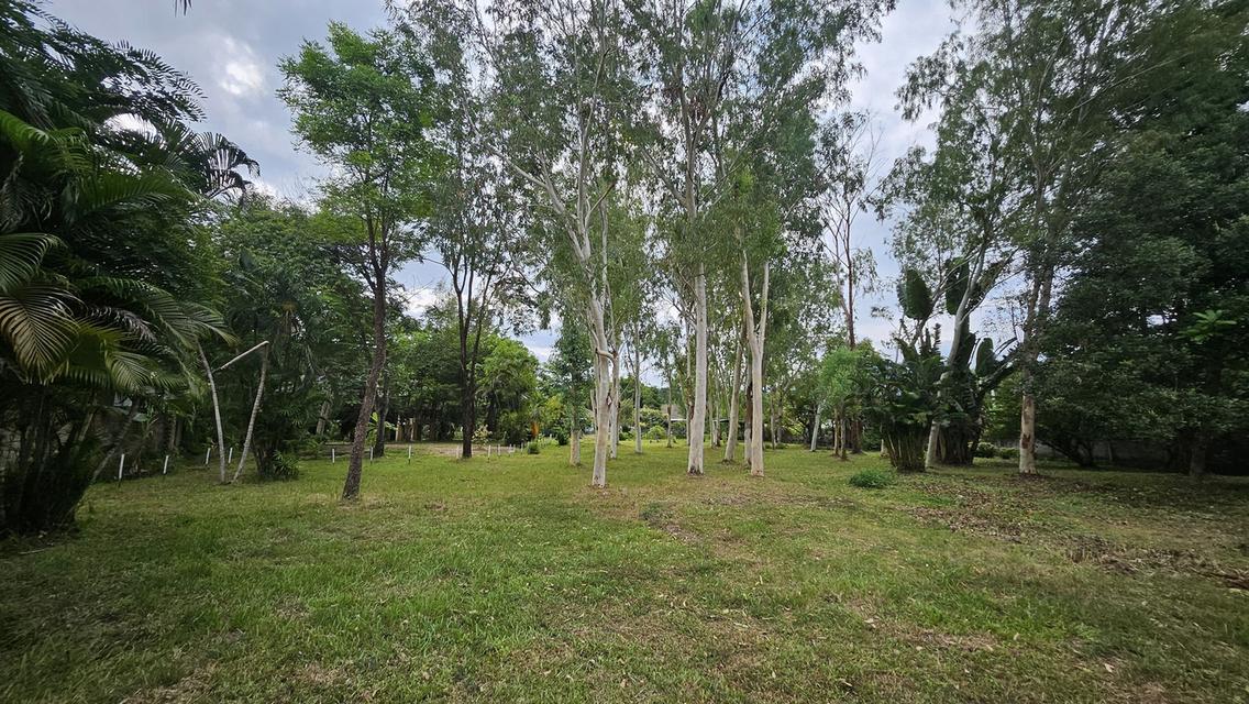 ขายที่ดินที่ดิน ต.หนองควาย พื้นที่ 2-1-83ตรว 22.6 ล้าน 14