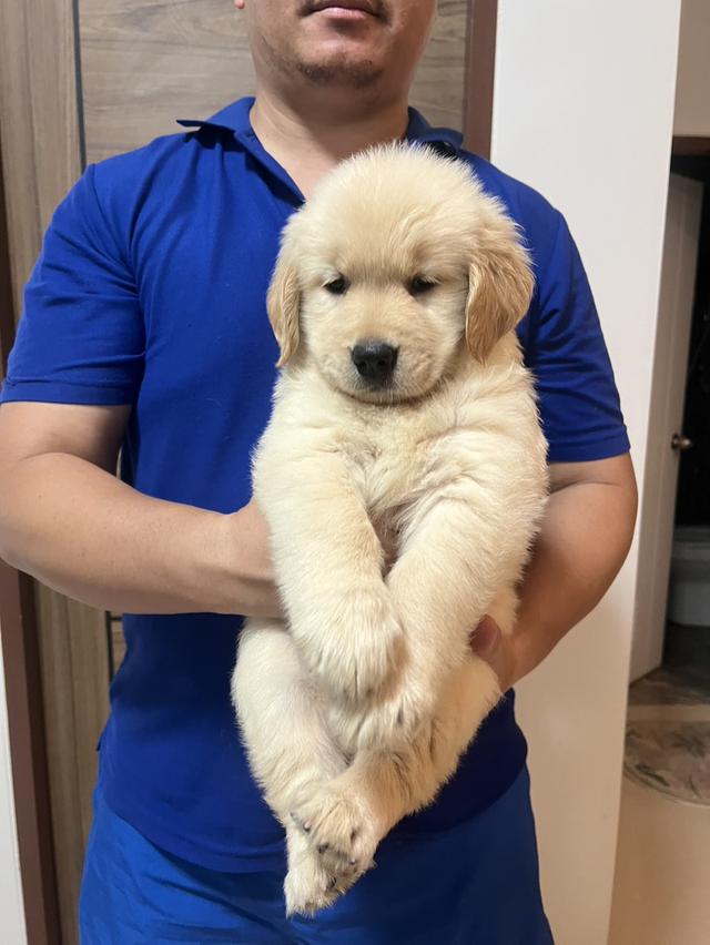 สุนัขโกลเด้นรีทรีฟเวอร์