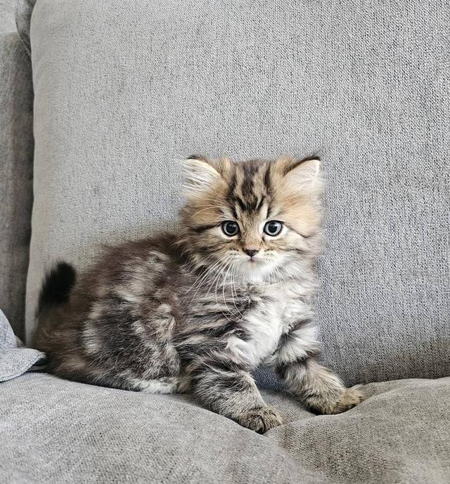 สก็อตติชโฟลด์ นกฮูกน้อย