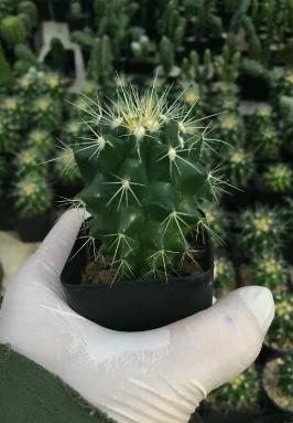 Golden Barrel Cactus สวยๆ