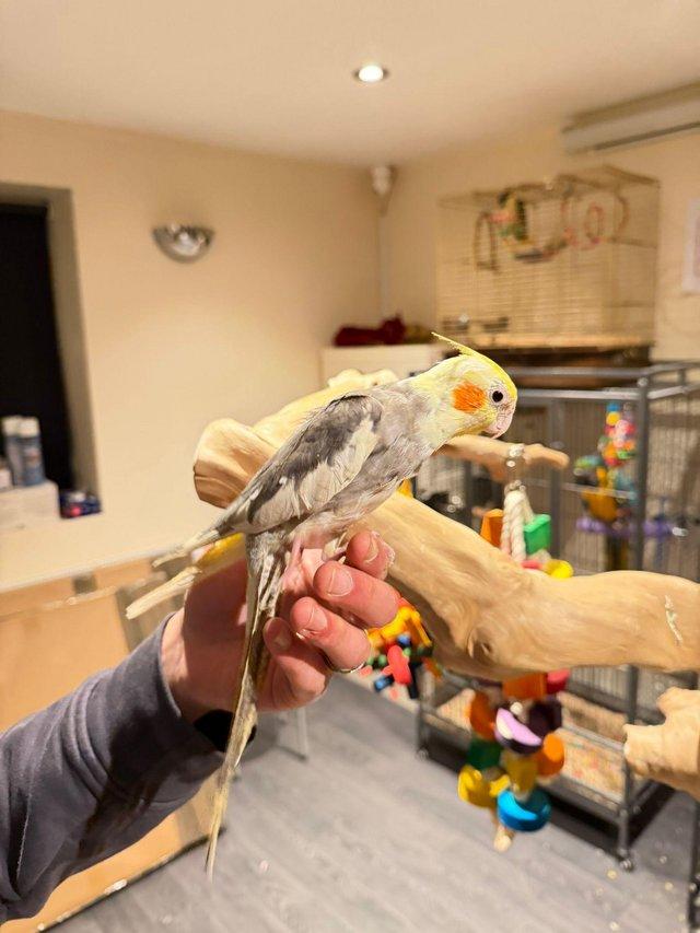 Adorable Cockatiel Male  WhatsApp me : +66 63 826 3042